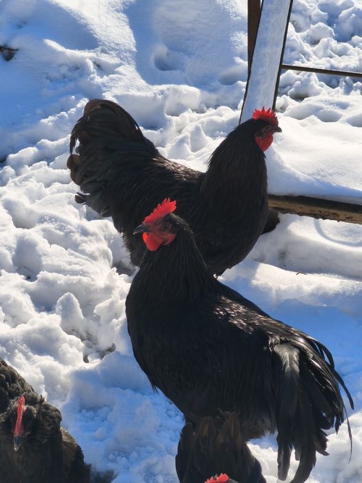 Cocoș Australorp