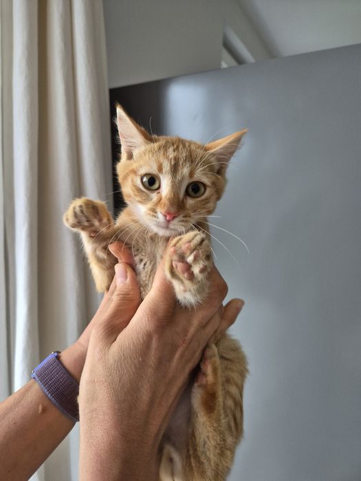 Котета търсят добри стопани