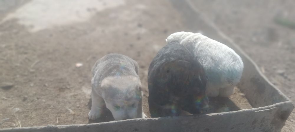 Продаются щенки алабай