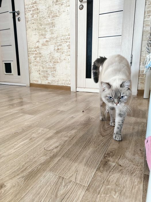 Продам девочку красотку!