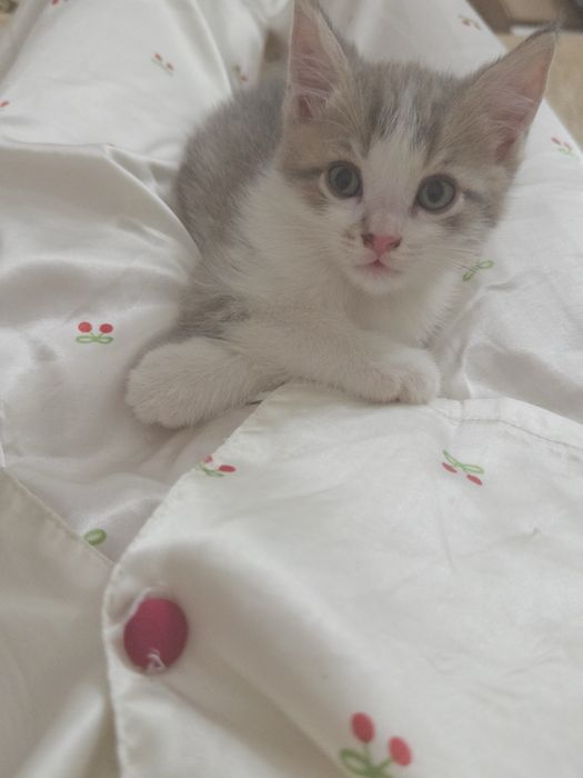 Котенок в добрые руки