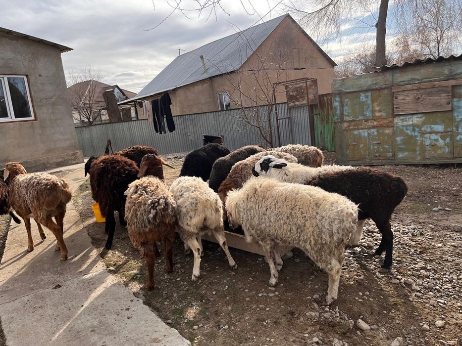 Қошқарлар сатылады