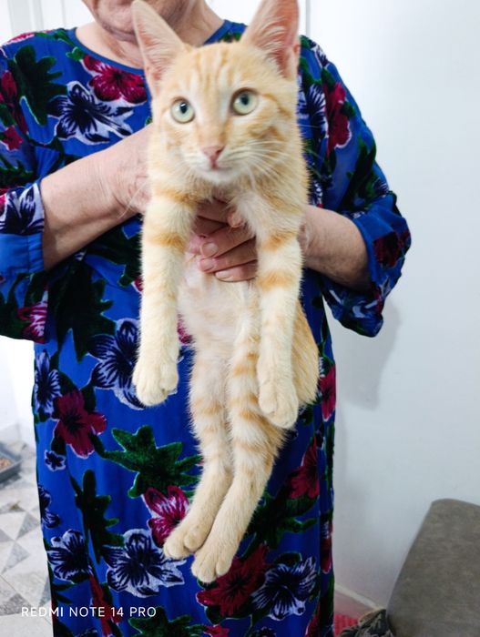 Котенок в добрые руки