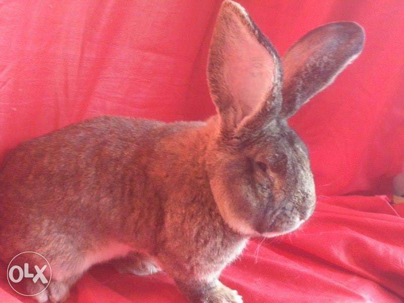 Iepuri Urias German Gri