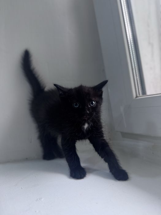 Отдам котят в добрые руки