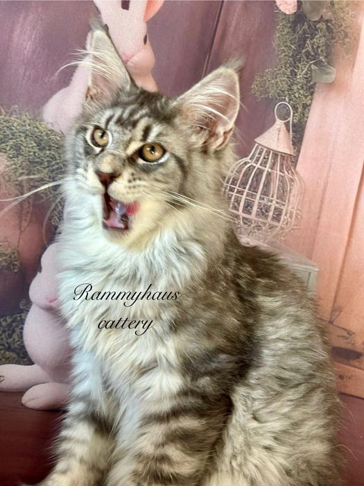 Felisa autorizata WCF, vinde pisoi cu pedigree, rasa Maine coon