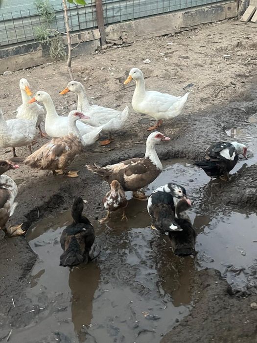 Продам    уток