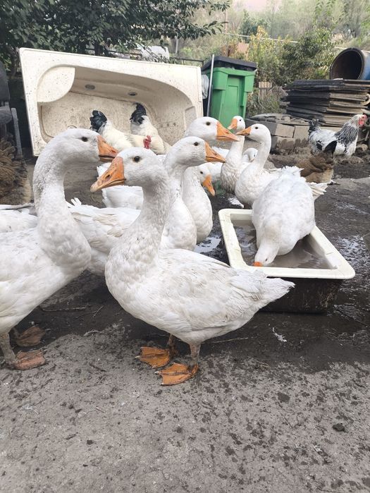 Гуси порода линда