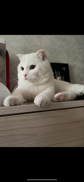 Отдам в добрые руки