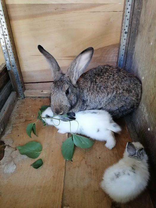 Para quyonlar sotiladi