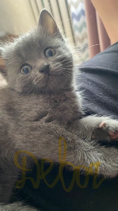 отдам котят даром в добрые руки