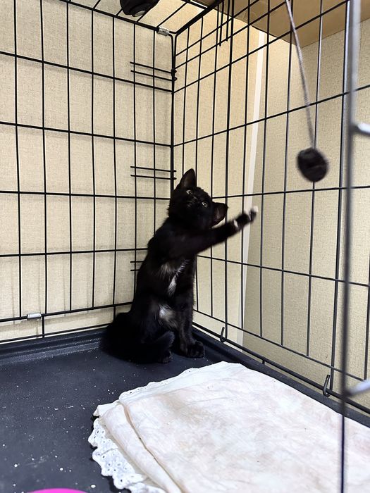 Котенок 3 месяца. Астана