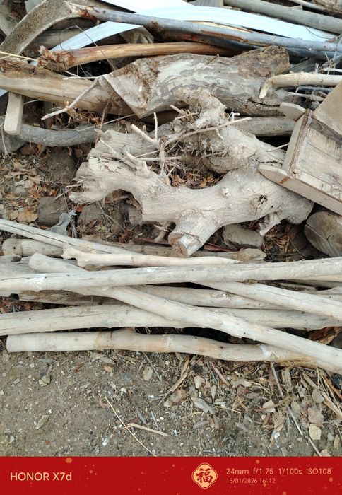 Шарқырауық, әри жайдың төбесине бастырыуғада болатын ағашлар