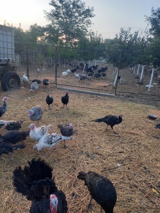 Oua Curcan - rasa mixta/ comuna