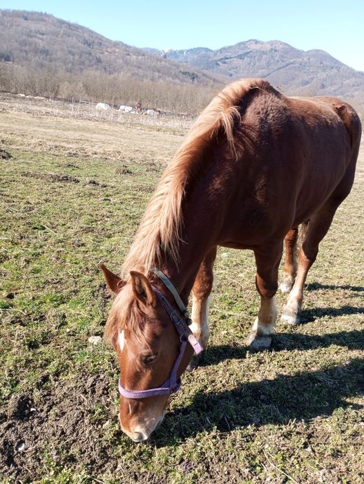 Mânză de 2 ani de vânzare