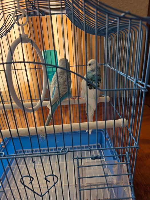 Папугай сатылады.