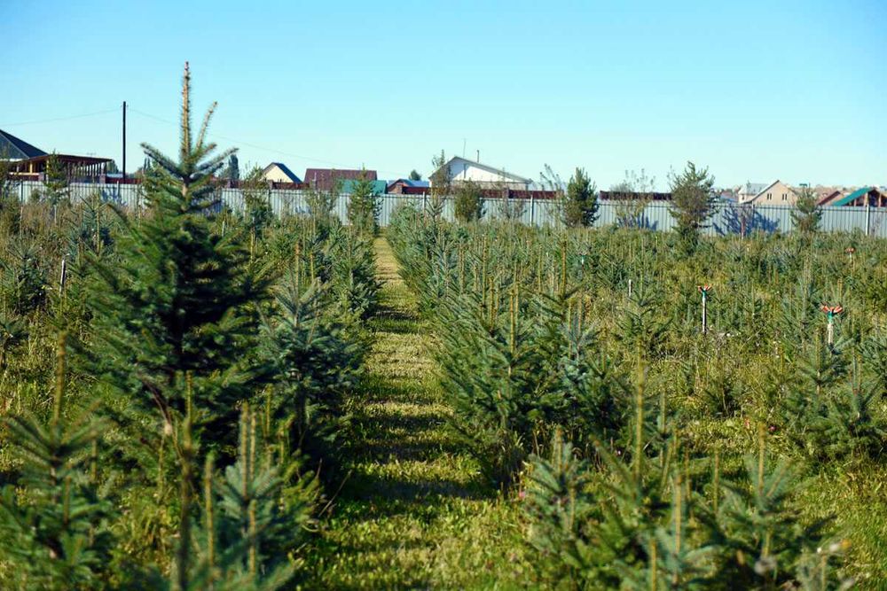 Ель колючая (голубая) Елка