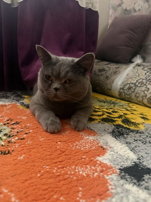 1 ёшда ранги серий