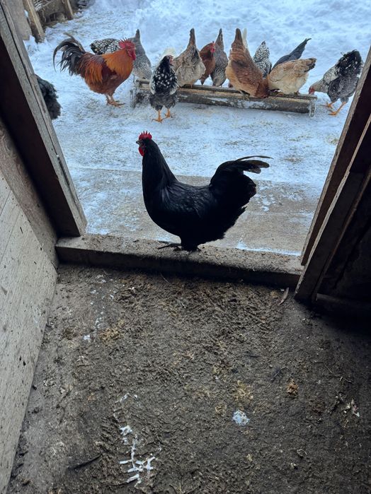 Vând doi cocoși Australop și 6 puicuțe și 2cocosi de wyadontte