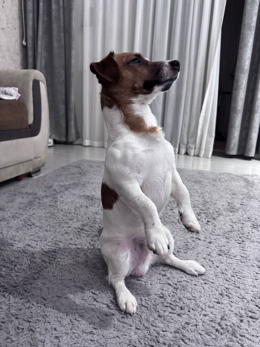 Вязка джек рассл