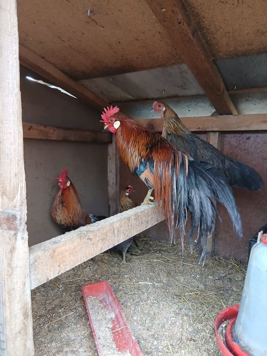 Cocoși Phoenix 2025/schimb