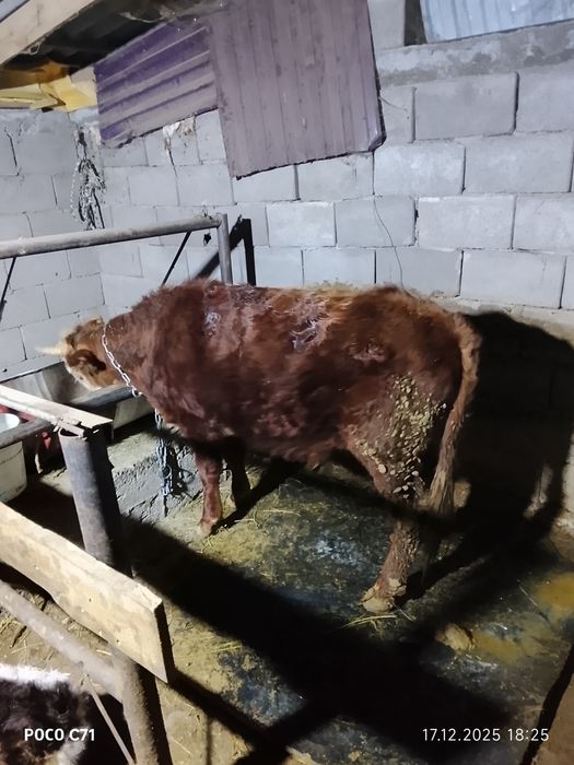 1жас екі ай  бұқа сатылады