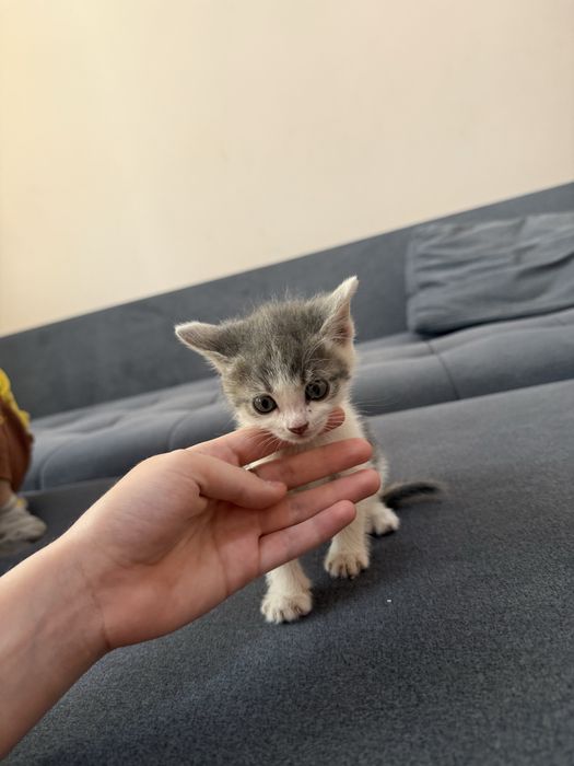 Котята бесплатно