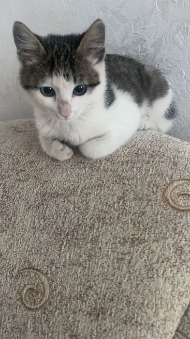 Отдам в хорошие руки котёнка.