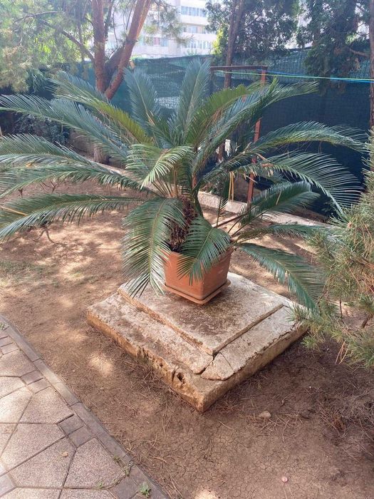 Vând urgent un palmier și două plante yucca.