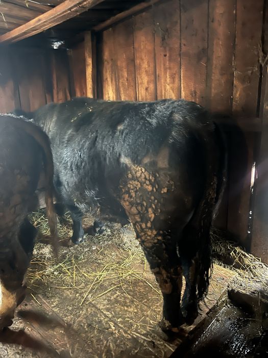 Продам быка Ангус 2 года