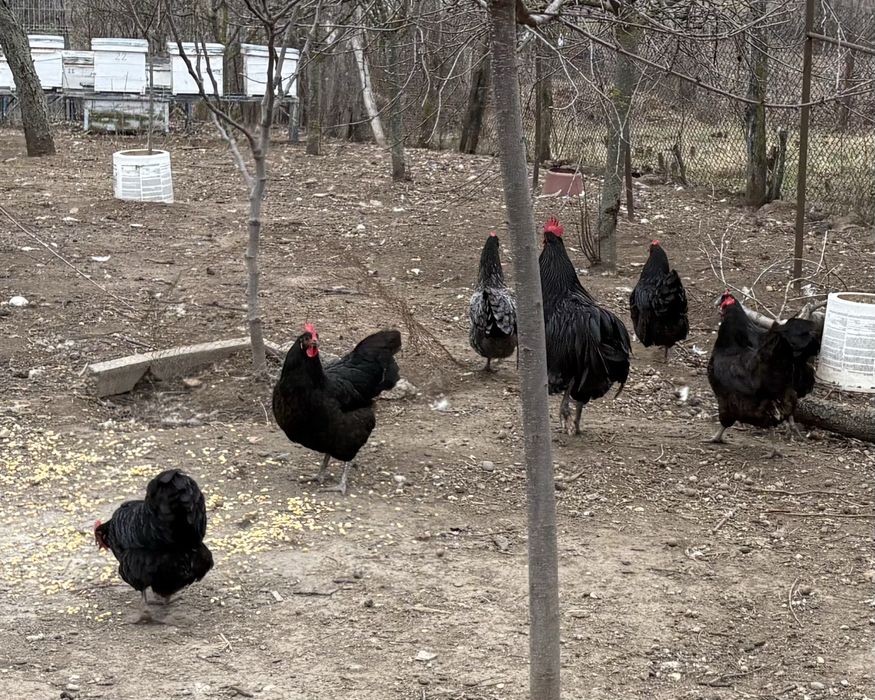 Familie gaini australorp