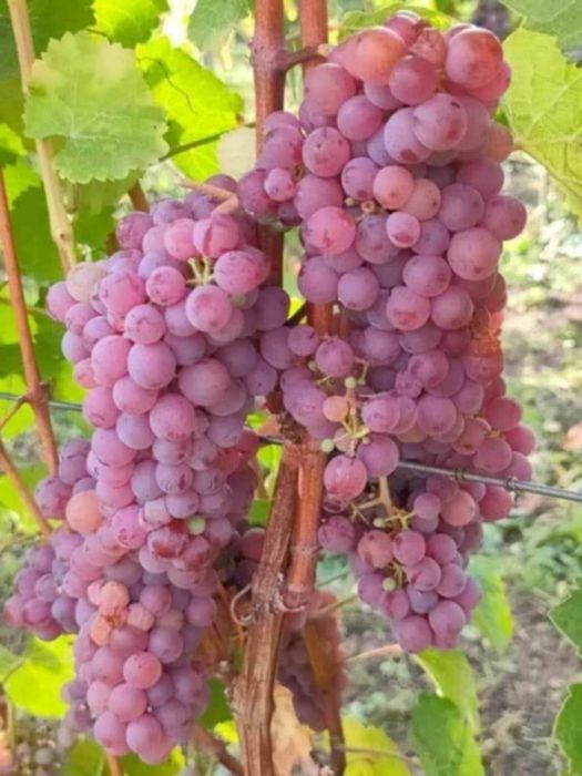 Butasi de vita de vie