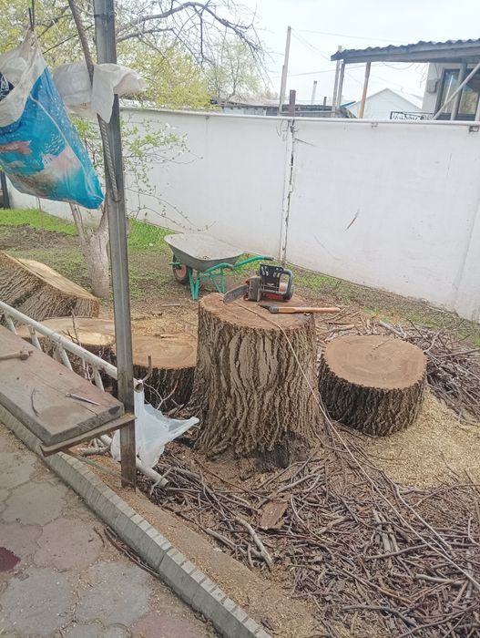 Чурки ореха свежесрезанные