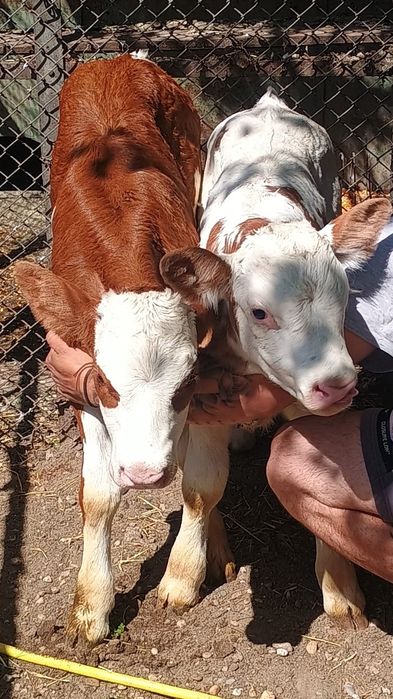 Vand un tauras si o vitea