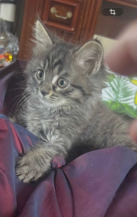 отдам в добрые руки котят мальчиков