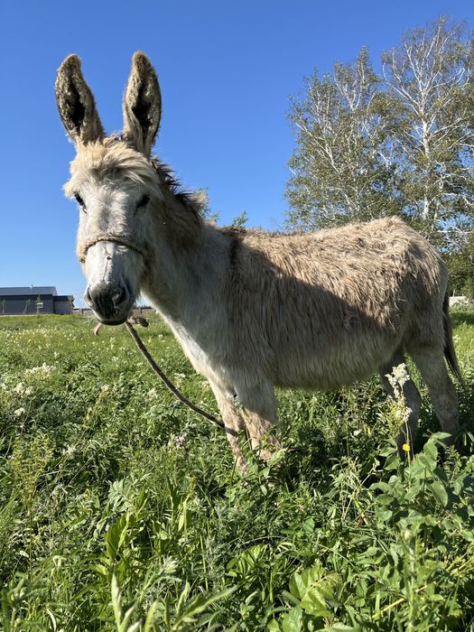 Жас қыз есек