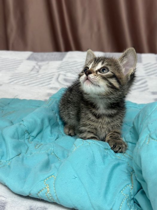 Шотландский котенок