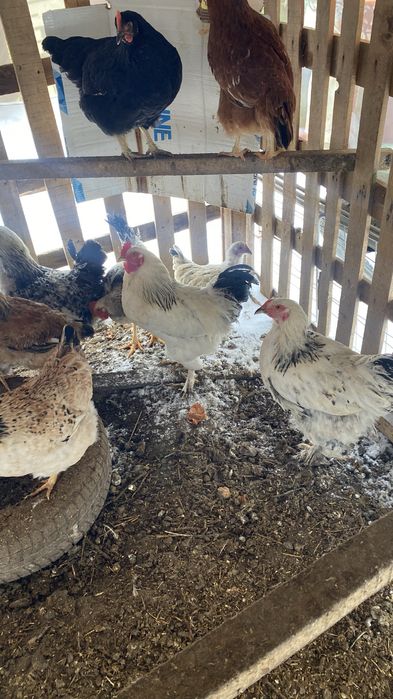 Продам домашних петухов