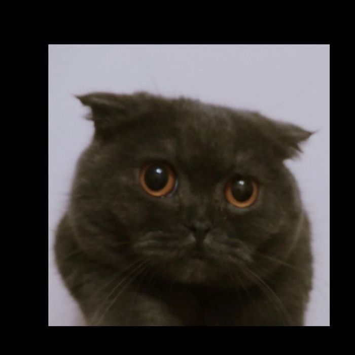 Продается котята