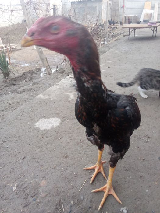 Kulangi zotdor juja 3,5 oylik 300000ming  urushmagan