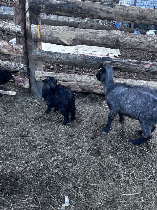 Продам коз,Ешки сатылад