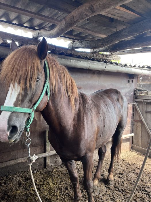 семіз жылқы , кокпар ойнаған