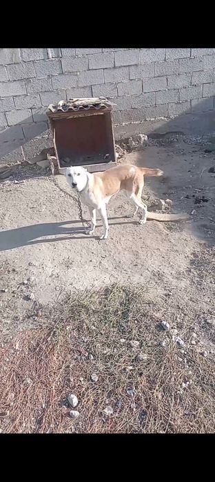 Продаются две собаки