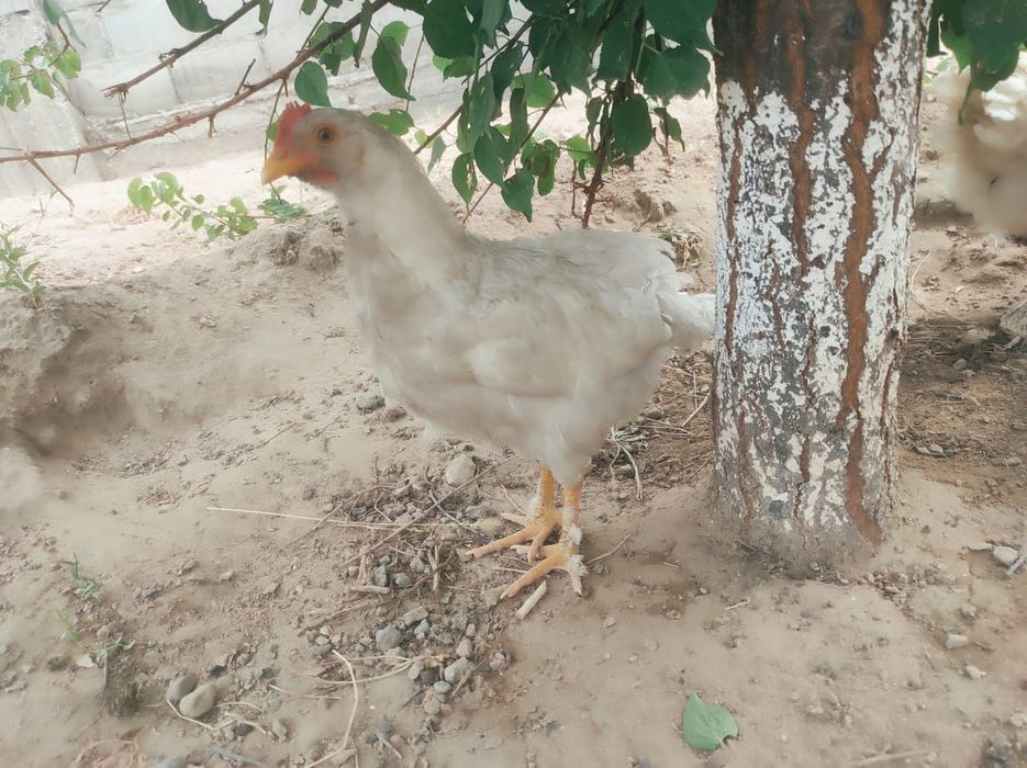 Продается куры!!!