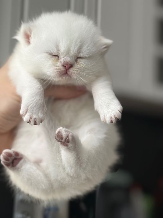 Британски коларпоинт котета