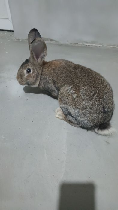 Vând mascul de rasă