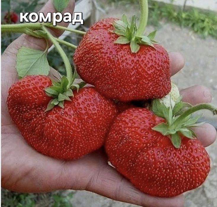 Продам саженцы клубники