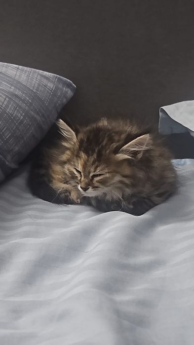 Котенок, 2 месяца, отдаем в добрые руки