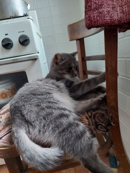 Кошка ищет семью и дом