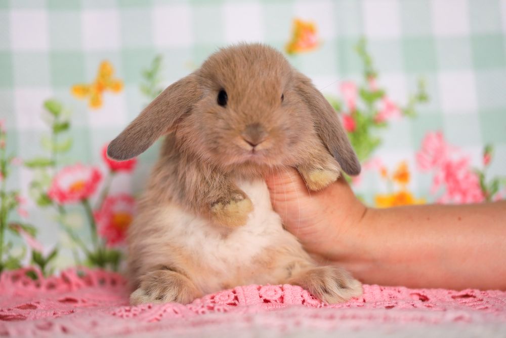 Кролики вислоухие питомник